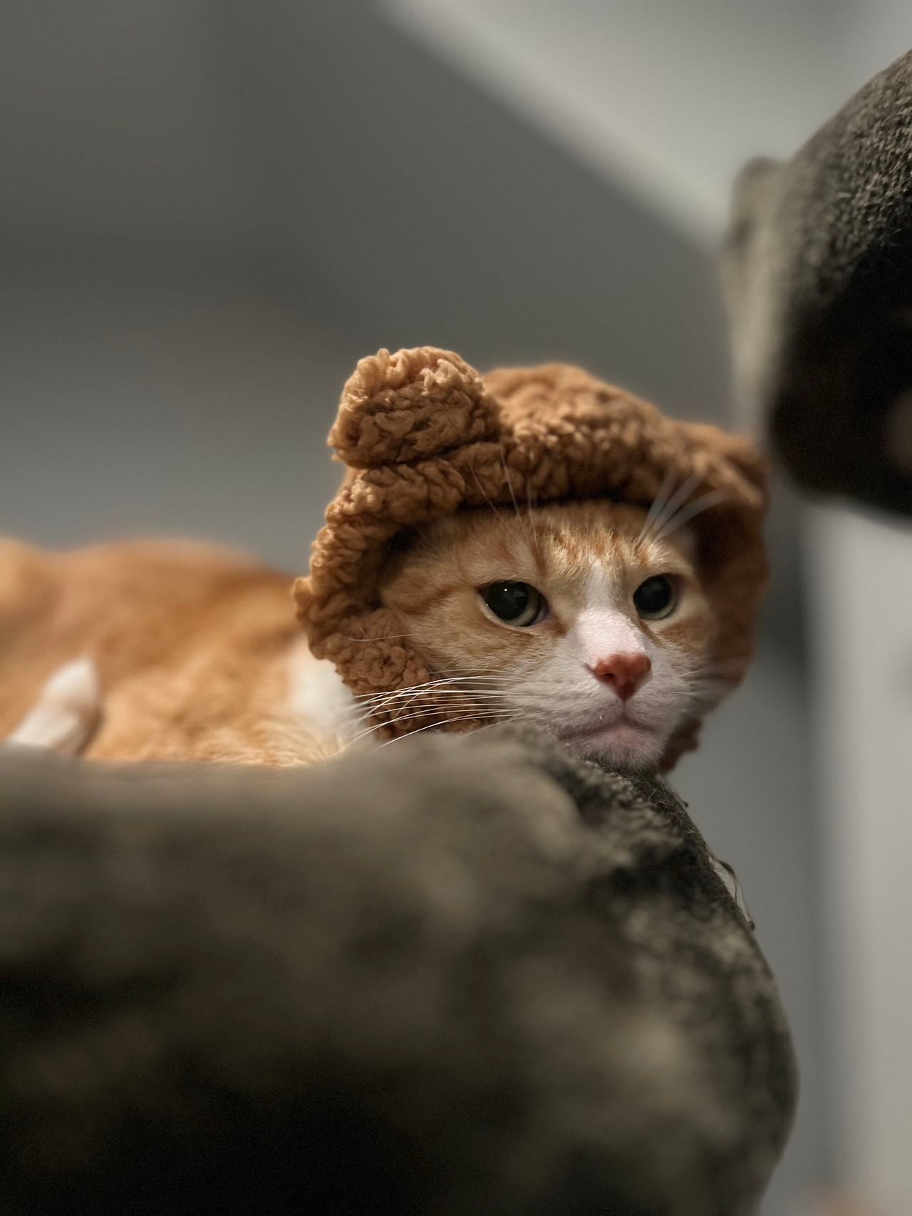 Cute Fluffy Bear Hat for Cat, Puppy, Small Pets 🐱🐶🐰